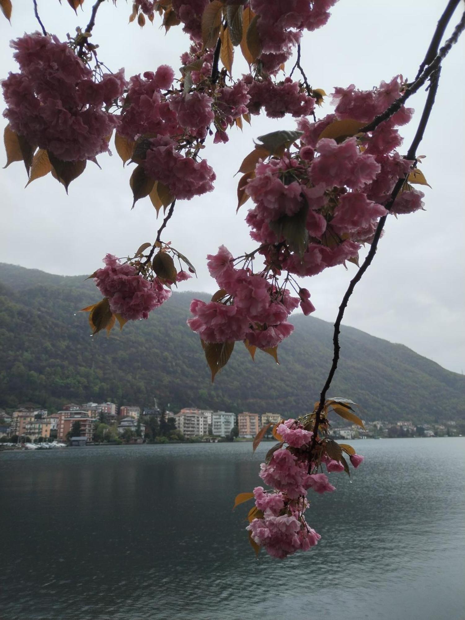 Un Balcone Sul Lago Omegna Exterior photo